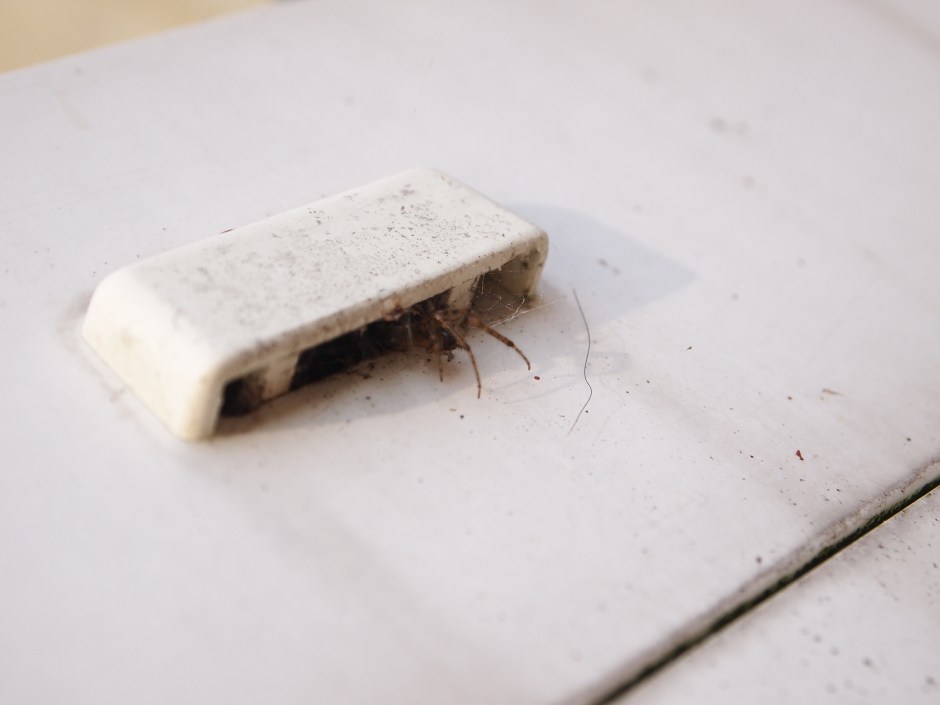 A spider ready to bear the mild Fall.