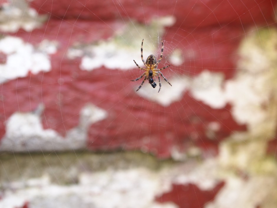 Spiders eat too, the eat a lot.